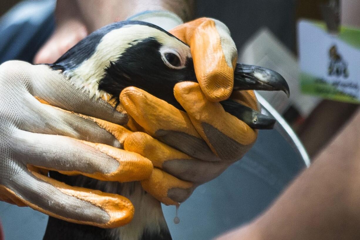 Zoo employees wash the mud from a penguin at the zoo in Tbilisi, Georgia, on Tuesday.