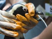 Zoo employees wash the mud from a penguin at the zoo in Tbilisi, Georgia, on Tuesday.