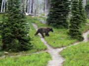 A grizzly bear walks through a backcountry campsite in Montana's Glacier National Park in August 2014.