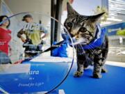 Tara, a 7-year-old adopted cat, won the 33rd Annual National Hero Dog Award on Friday in Los Angeles.