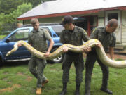 Mack Ralbovsky, from left, of Rainforest Reptile Shows, gets assistance from Vermont game wardens Tim Carey and Wes Butler as they remove a reticulated python, between 17 and 18 feet long, from a home Tuesday.