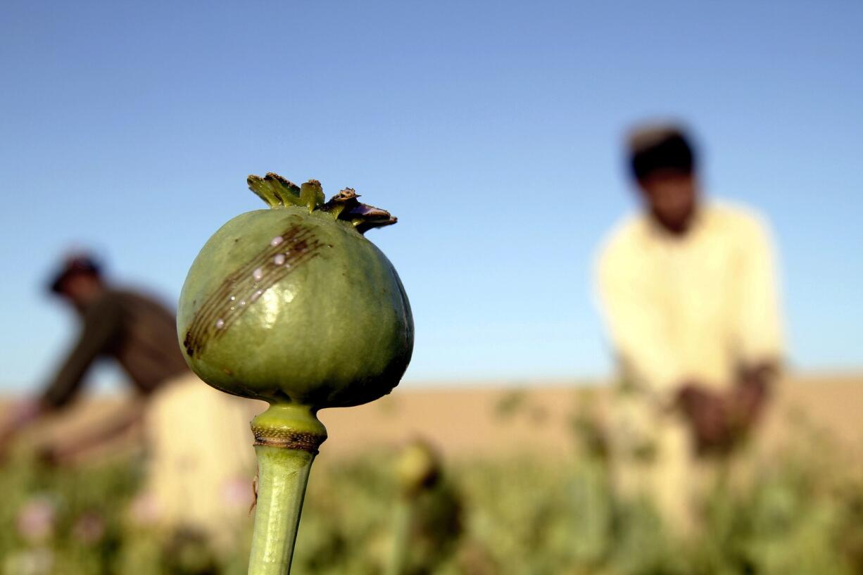 Associated Press files
Afghan farmers harvest raw opium last month at a poppy field in Kandahar's Zhari district in Afghanistan.