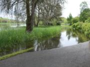 Backwater from Columbia River tides have flooded up to a 1.5-mile portion of the Salmon Creek Greenway Trail.