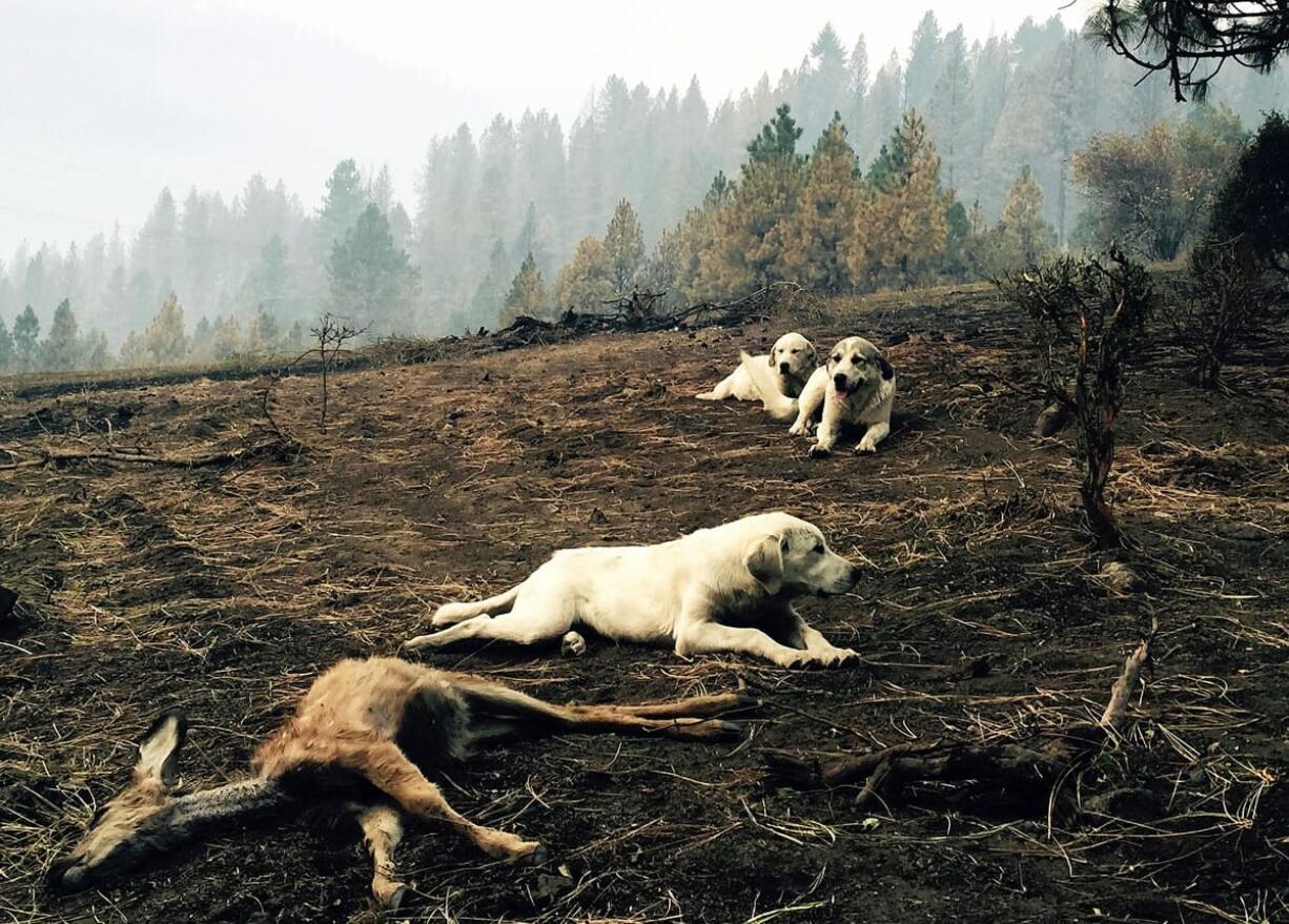 A sheep dog and her two pups guard a dead fawn, killed when fire swept through Kamiah, Idaho.