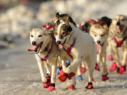 The sled dogs of rookie musher Alan Eischens, from Wasilla, Alaska, storm down 4th Avenue in Anchorage, Alaska, at the start of the 2015 Iditarod Sled Dog Race on Saturday.