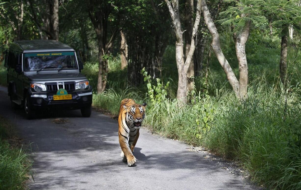 A Bengal tiger walks along a road ahead of a vehicle on July 29, Global Tiger Day, in Bannerghatta National Park, India.