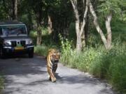 A Bengal tiger walks along a road ahead of a vehicle on July 29, Global Tiger Day, in Bannerghatta National Park, India.