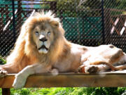 Lufuno, a white lion, watches Walking With Lions sanctuary workers prepare for his and six tawny lionesses' departure Thursday in Phoenix, Ore.