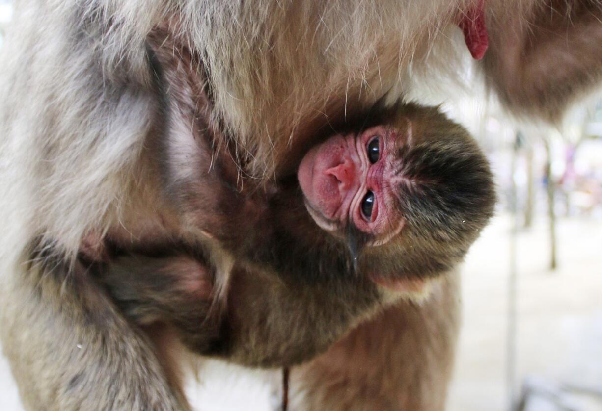 A newborn baby monkey named Charlotte clings to her mother Wednesday at the Takasakiyama Natural Zoological Garden in Oita, southern Japan.