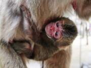 A newborn baby monkey named Charlotte clings to her mother Wednesday at the Takasakiyama Natural Zoological Garden in Oita, southern Japan.