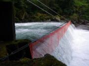 The fish barrier at Kalama Falls Hatchery is ineffective at preventing summer steelhead from moving into the upper river.