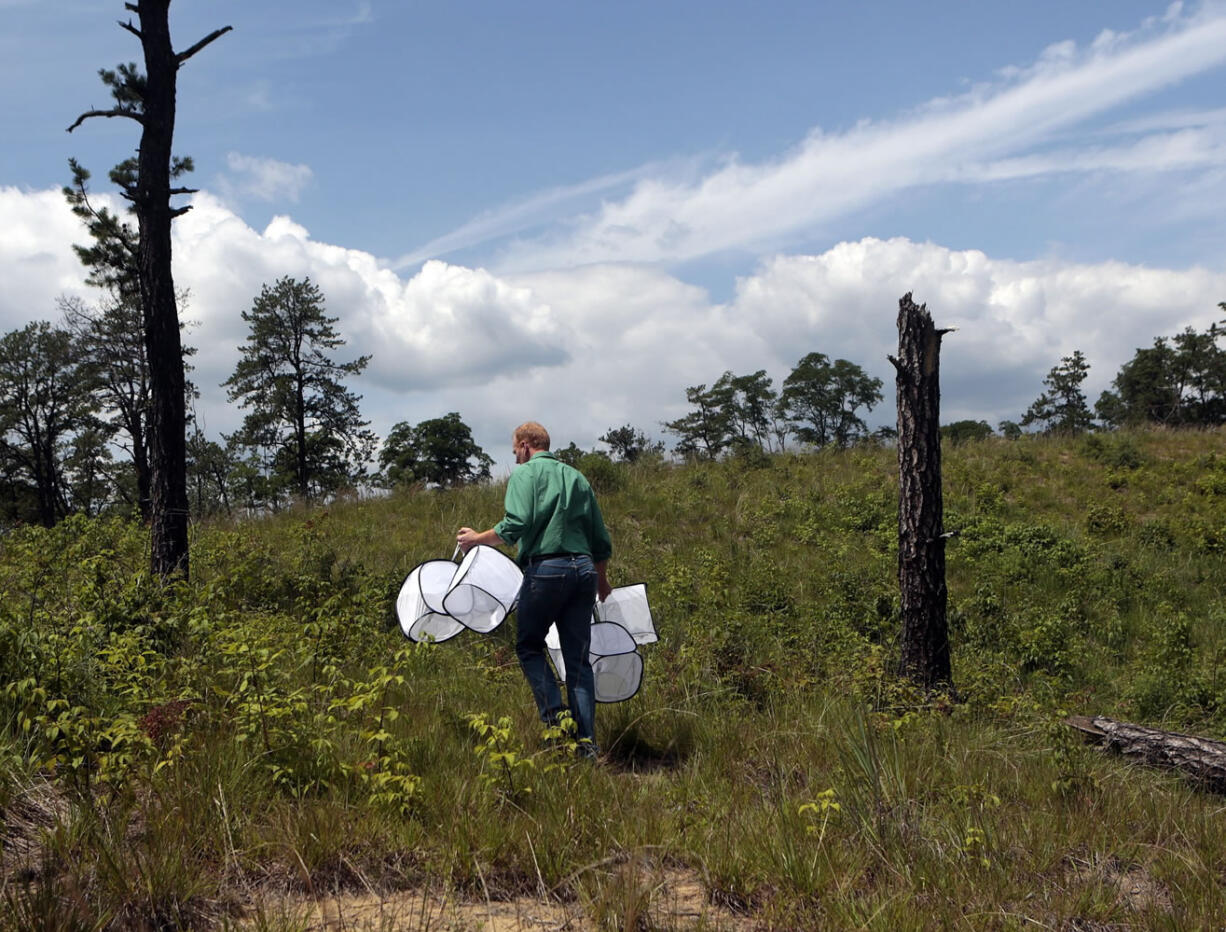 Photos by Mike Groll/Associated Press
Neil Gifford, conservation director at the Albany Pine Bush Preserve Commission, on July 10 carries tents containing Karner blue butterflies that will be released at the preserve in Albany, N.Y.