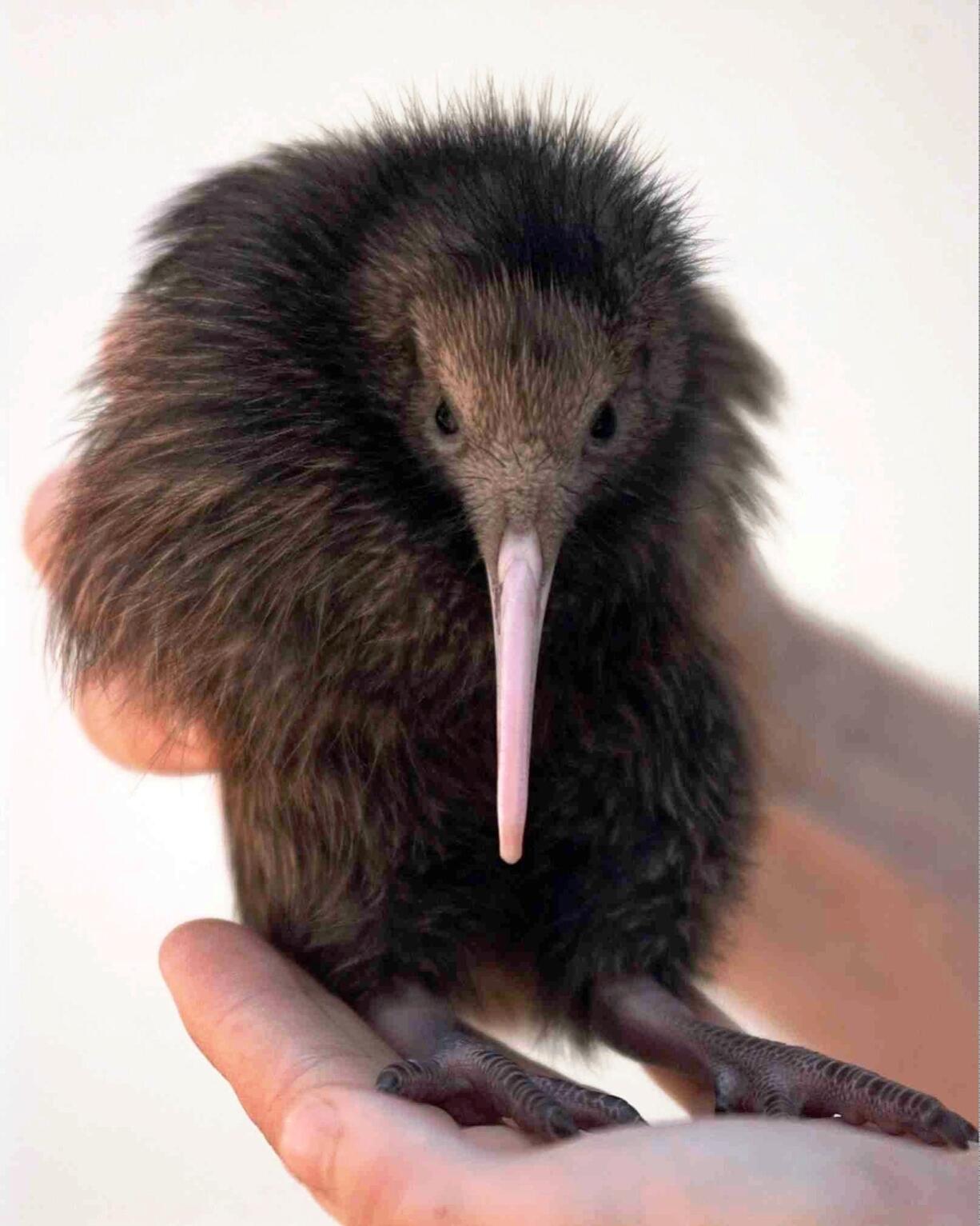 Scientists say they have sequenced the genome of the brown kiwi for the first time, revealing that the shy, flightless bird likely lost its ability to see colors.