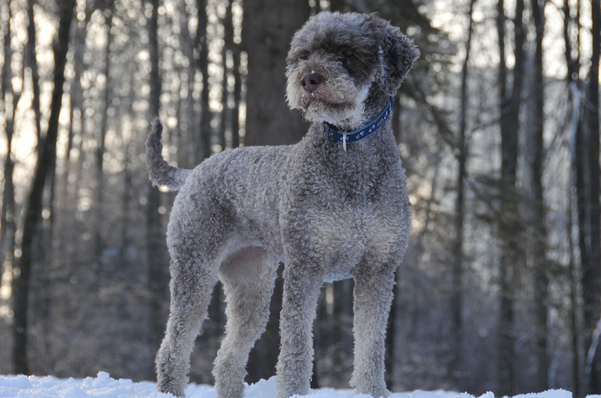 The lagotto Romagnolo is a medium-size dog with a curly coat, an affectionate demeanor and a nose for truffles.