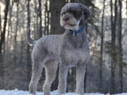 The lagotto Romagnolo is a medium-size dog with a curly coat, an affectionate demeanor and a nose for truffles.