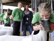 The Clark County Junior Livestock Auction is today at the Clark County Fair, which closes Sunday.