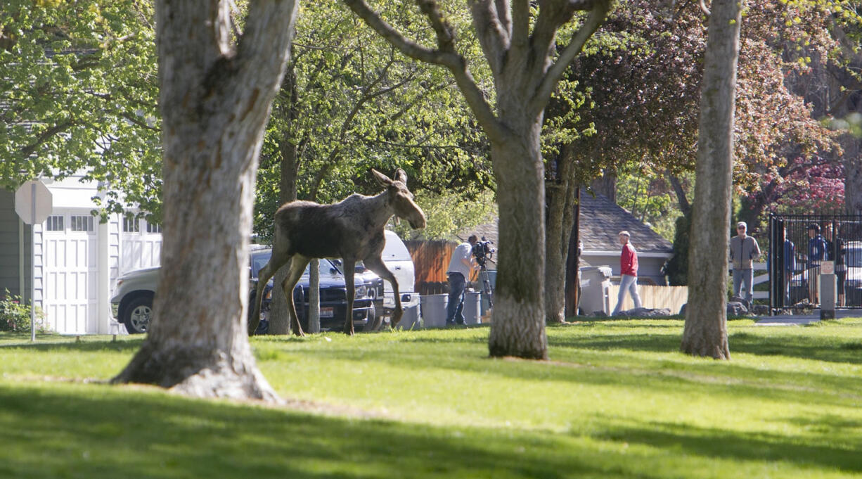 Photos by Katherine Jones/The Idaho Statesman
A moose runs around Boise, Idaho's North End on Thursday. State wildlife officials have captured the young female moose that returned to Boise after it was captured last year while making its first debut in the big city. Authorities tranquilized and captured the 400-pound moose.