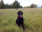 The Labrador retriever is the most popular pet dog in the four-county area, with about 25,000 licensed labs.