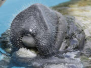 A manatee sticks its head out of the water in May at Miami Seaquarium in Miami.