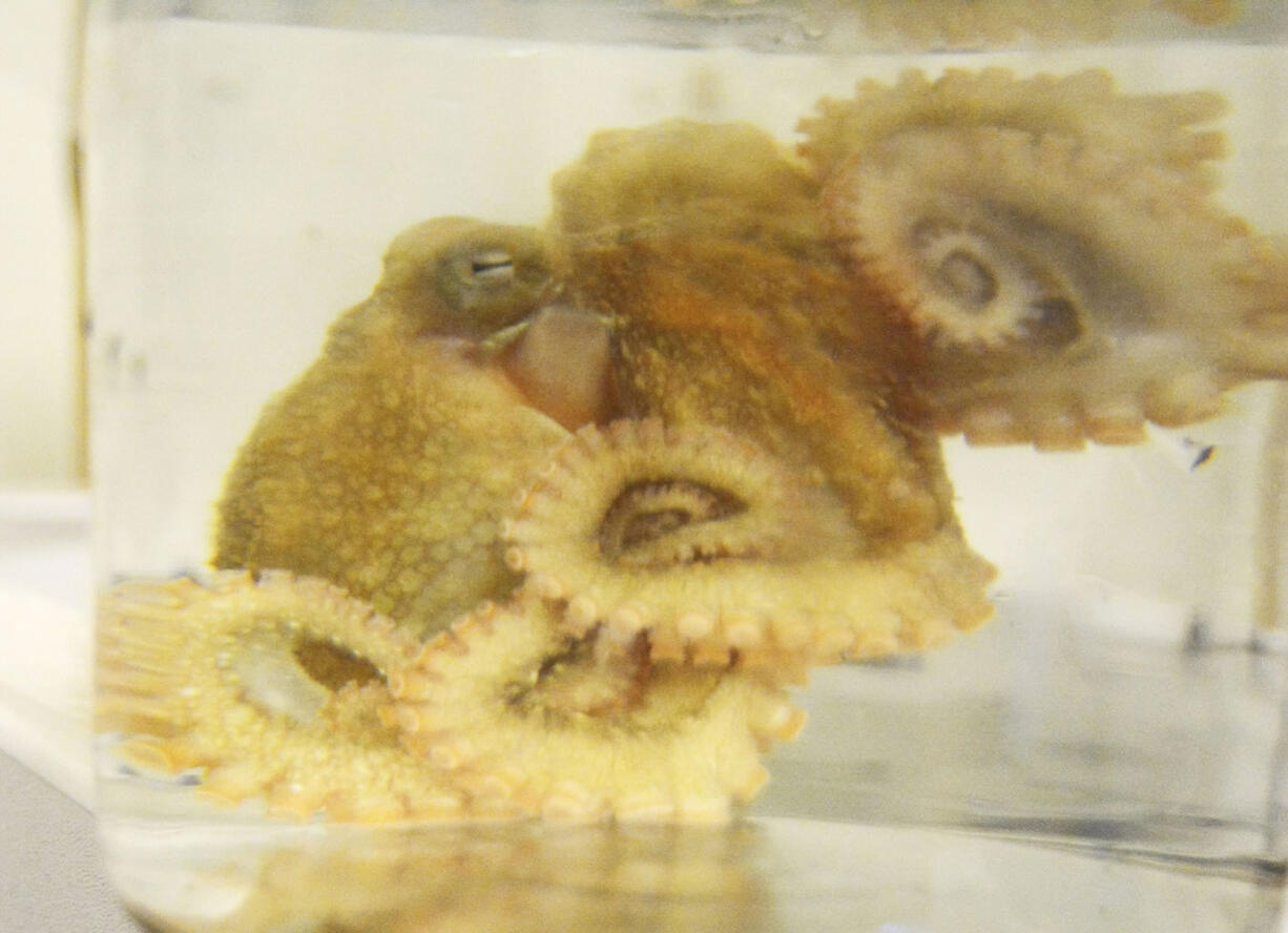 Sticky, a red octopus, presses himself against the glass of the jar he is being transported in.