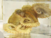 Sticky, a red octopus, presses himself against the glass of the jar he is being transported in.