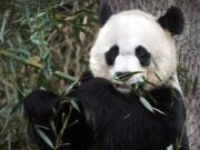 Associated Press files
Mei Xiang, the female giant panda at the Smithsonian's National Zoo in Washington, is pregnant again, officials believe. Her last cub, Bao Bao, was born in 2013.