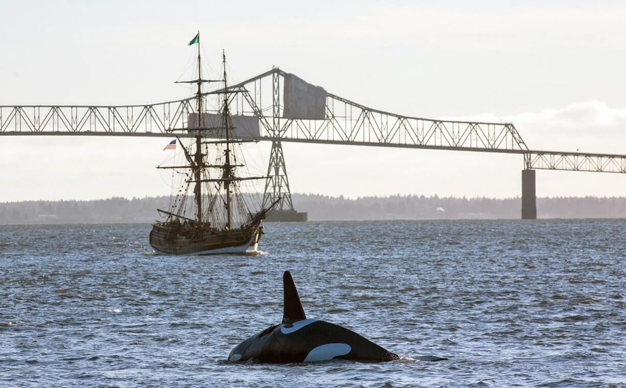 The fake life-sized fiberglass orca passes the Lady Washington as it continues down the Columbia River toward the East End Mooring Basin on Thursday in Astoria, Ore.