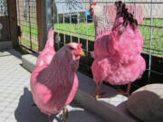 Randall Brown/Multnomah County Animal Services
A pair of chickens, dyed pink, are photographed in Portland, Ore. The animals were picked up earlier this week running loose in the city's waterfront park.