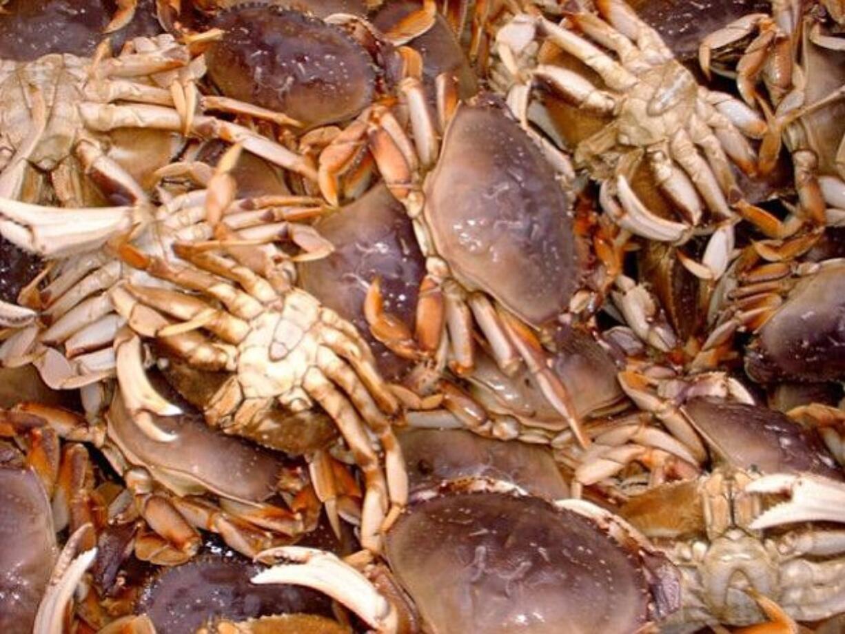 Dungeness crab