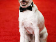 Uggie, the dog, from the film &quot;The Artist&quot; arrives Jan. 15, 2012, at the 69th Annual Golden Globe Awards in Los Angeles. Uggie was euthanized Aug. 7 after a bout with prostate cancer. The dog was 13.