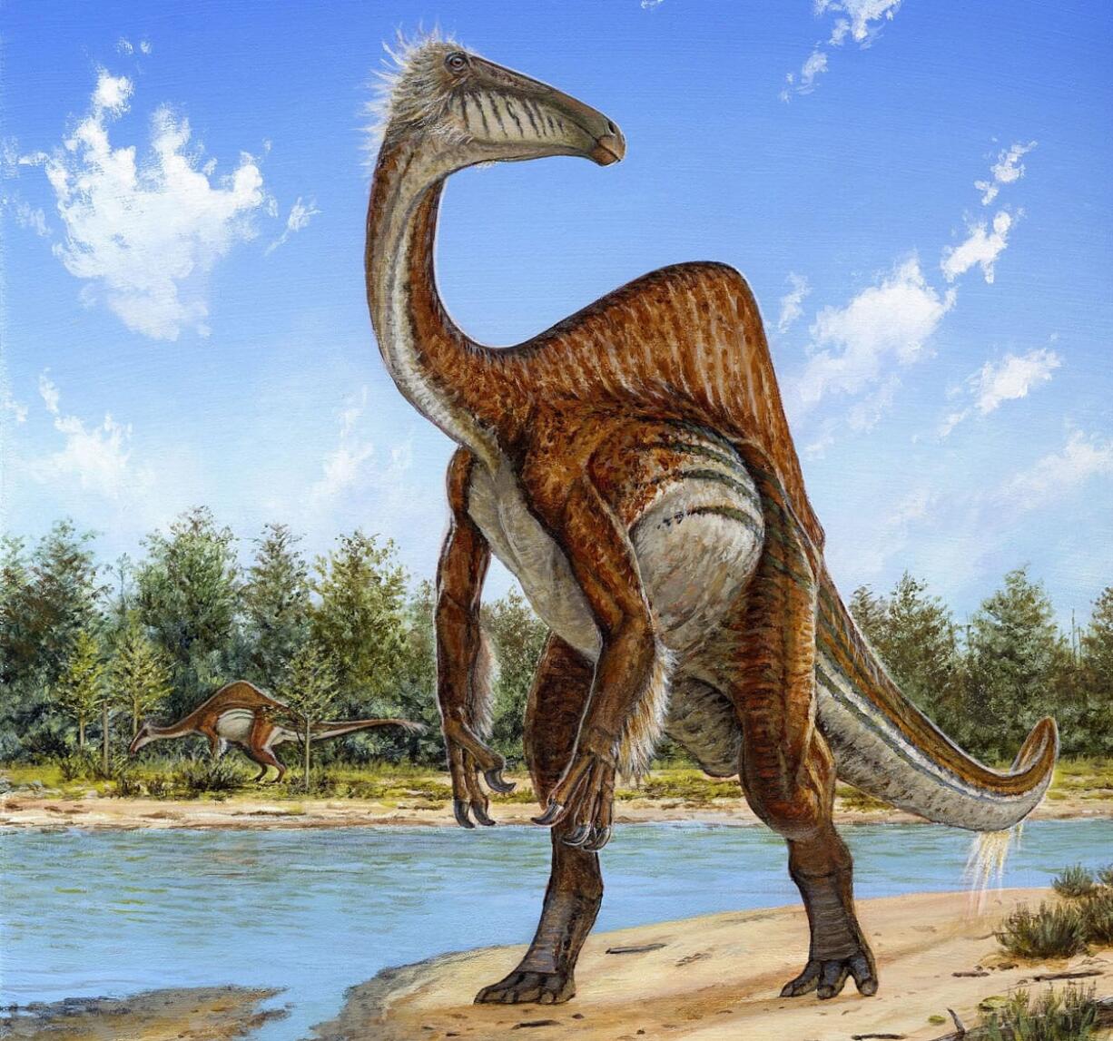 Michael Skrepnick/Dinosaurs in Art, Nature Publishing Group
The Deinocheirus, whose name means &quot;terrible hands that look peculiar.&quot; The dinosaur is an ancestral relative to the modern ostrich. It stood 16 feet tall and 36 feet long.