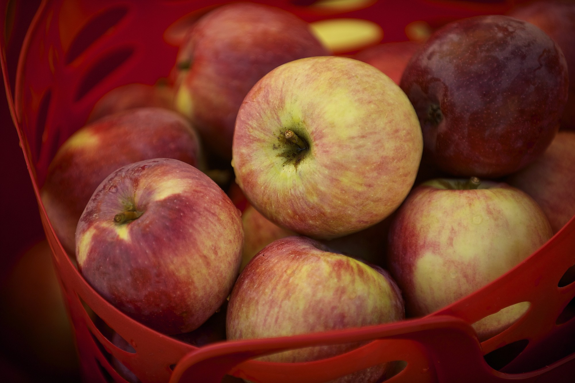 Apples wait to be pressed in to cider at the Old Apple Tree Festival on Saturday October 5, 2013.