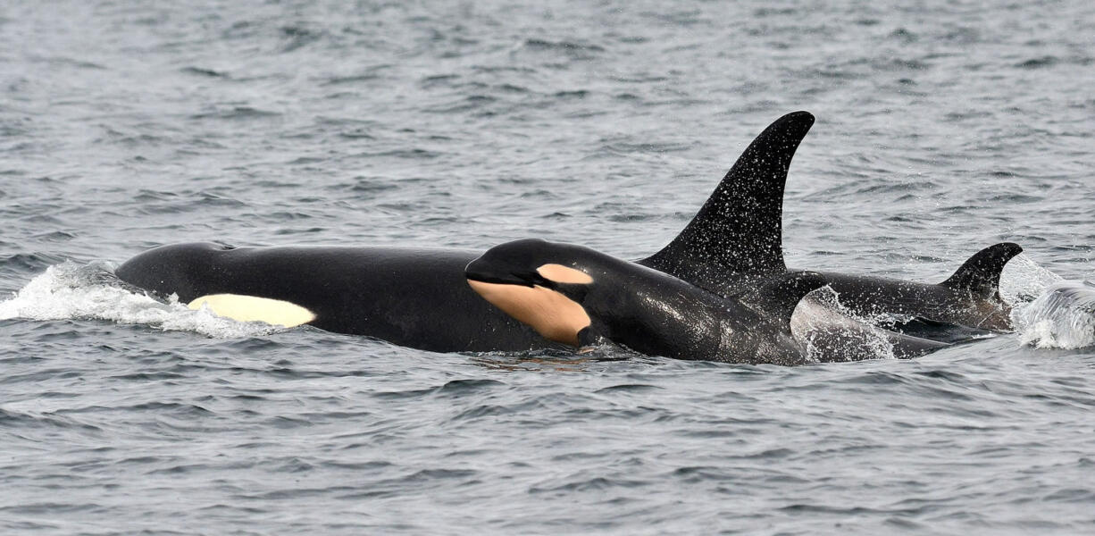 A newborn orca whale swims alongside an adult whale, believed to be the mother, in the Salish Sea waters off Galiano Island, British Columbia, on Monday.