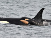 A newborn orca whale swims alongside an adult whale, believed to be the mother, in the Salish Sea waters off Galiano Island, British Columbia, on Monday.