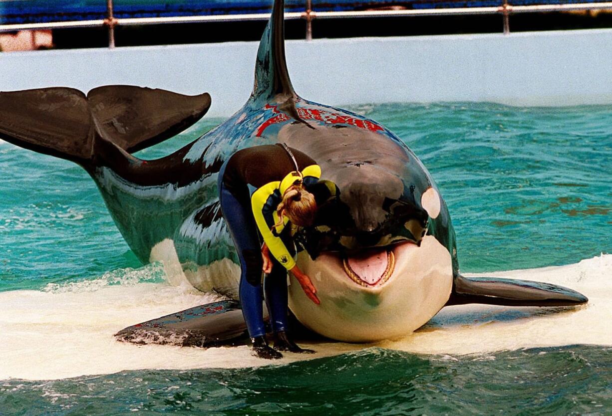 Miami Herald files
Trainer Marcia Hinton pets Lolita, a captive orca, during a performance in 1995 at the Miami Seaquarium in Miami. Lolita was taken from Puget Sound in 1970.