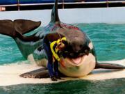 Miami Herald files
Trainer Marcia Hinton pets Lolita, a captive orca, during a performance in 1995 at the Miami Seaquarium in Miami. Lolita was taken from Puget Sound in 1970.