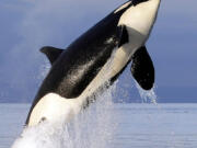 A female orca leaps from the water while breaching in Puget Sound, west of Seattle.