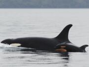 A new orca whale calf known as J-51 swims with J-19, who is believed to be its mother, near San Juan Island.