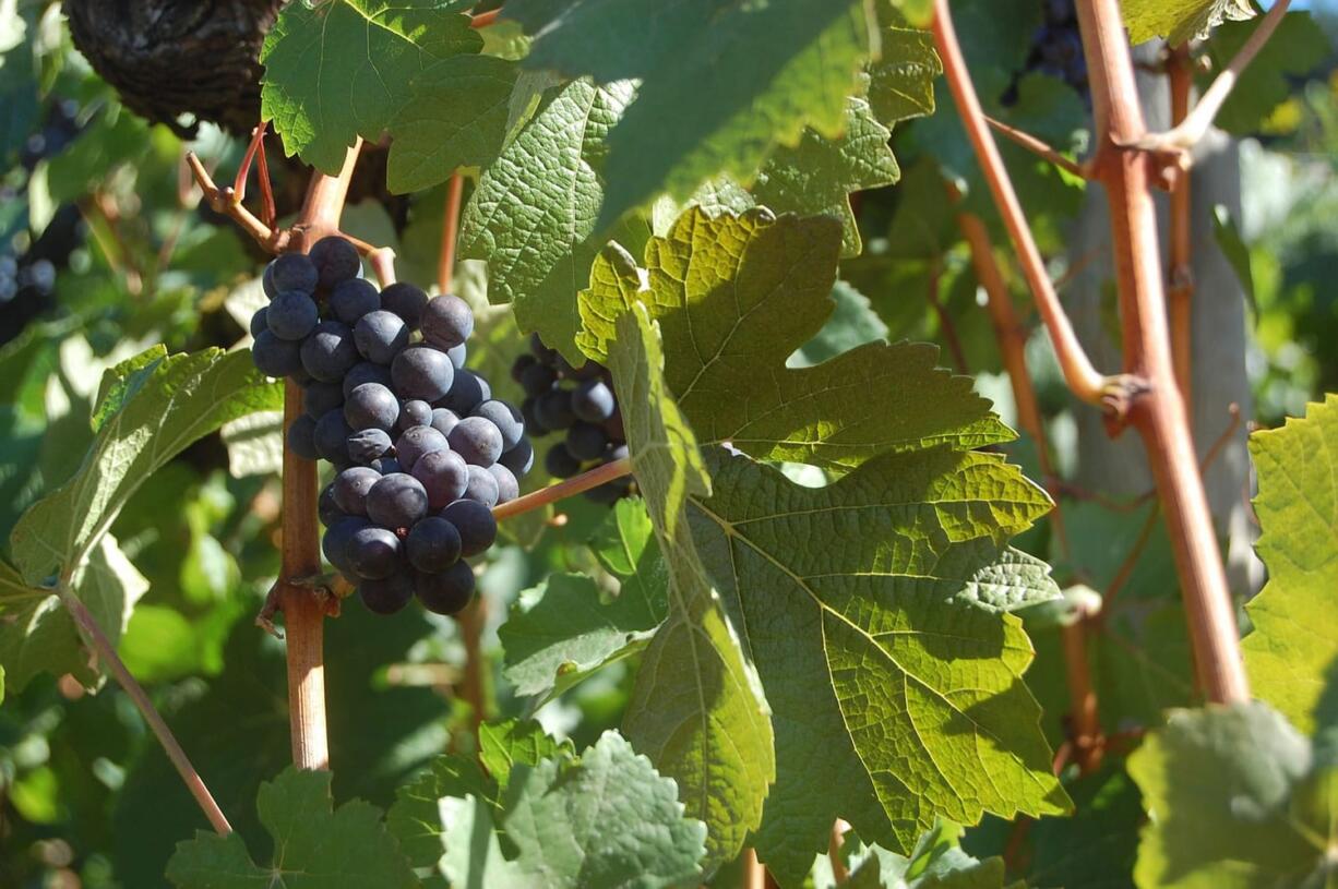 Pinot noir grapes grow at the Willamette Valley Vineyards in Turner, Ore. The annual Grape Stomp draws hundreds of people to this winery on a hilltop to smash leftover grapes.