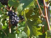 Pinot noir grapes grow at the Willamette Valley Vineyards in Turner, Ore. The annual Grape Stomp draws hundreds of people to this winery on a hilltop to smash leftover grapes.