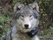 A wolf from the Minam pack stares into the camera after being fitted with a tracking collar outside La Grande, Ore.