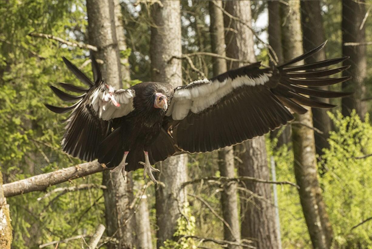 A California condor in the Condors of the Columbia habitat at the Oregon Zoo.