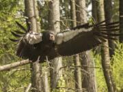 A California condor in the Condors of the Columbia habitat at the Oregon Zoo.