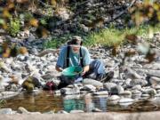 Rebecca Fuller of Troutdale, Ore., pours spoonfuls of dirt into the stream of water at the top of the angled trough on the portable sluice machine that she and her husband, Bruce, are using on the East Fork of the Lewis River to search for gold.