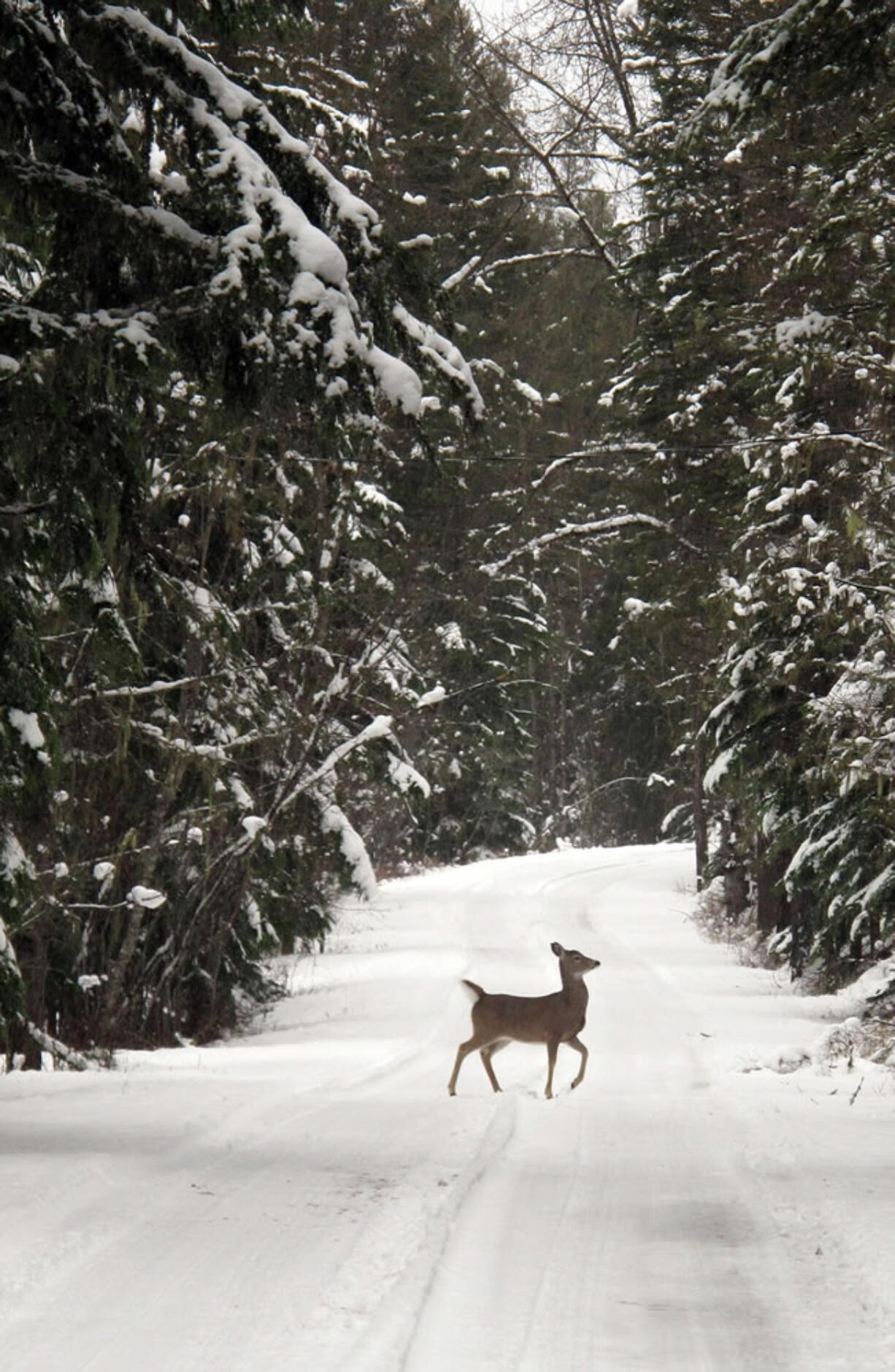 Matt Volz/Associated Press files
A deer crosses a trail off Going to the Sun Road in Glacier National Park near West Glacier, Mont. Glacier never closes, and those willing to venture into the park in the winter will find an completely different experience.