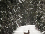 Matt Volz/Associated Press files
A deer crosses a trail off Going to the Sun Road in Glacier National Park near West Glacier, Mont. Glacier never closes, and those willing to venture into the park in the winter will find an completely different experience.