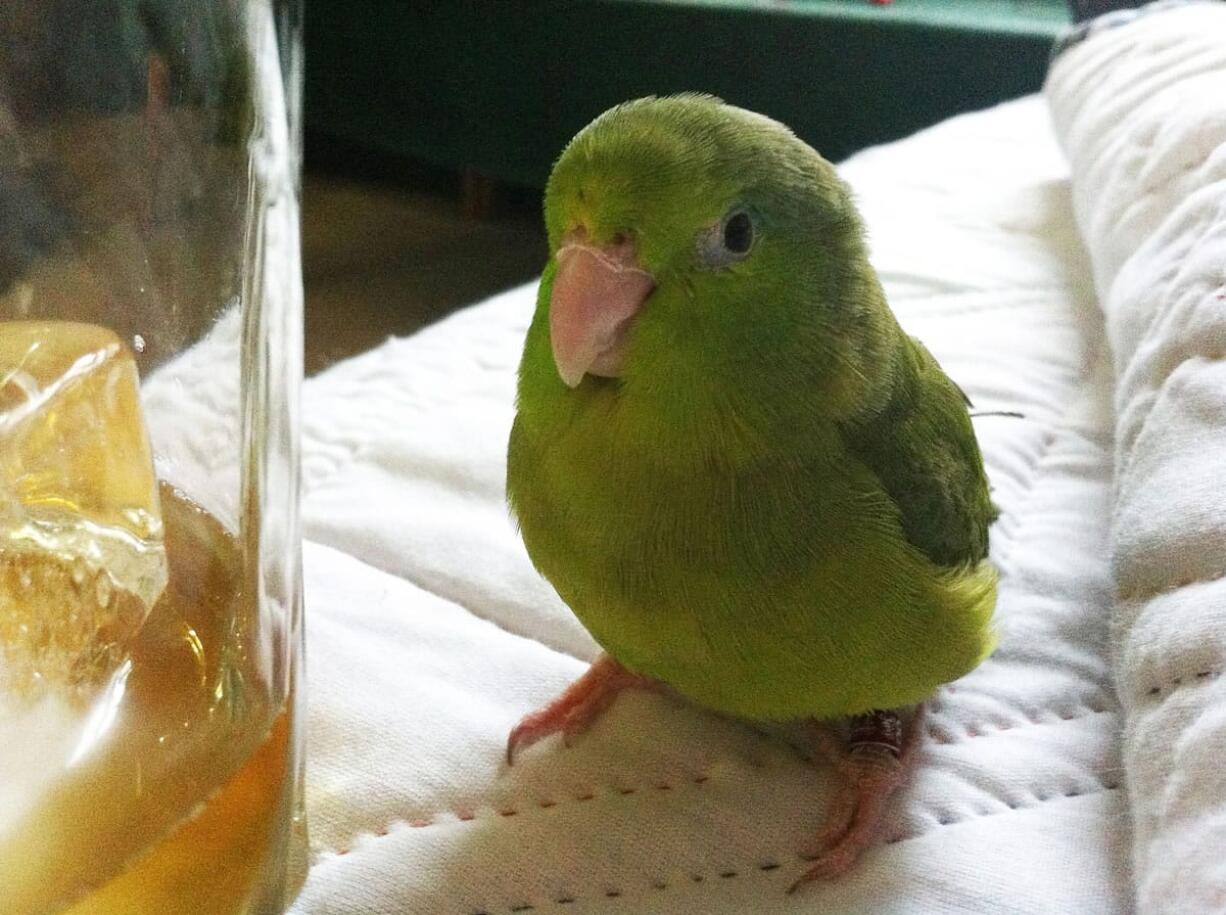 This May 17, 2013 photo provided by Atina Cote shows her pet bird, Beeker, a 6 year old female spectacled parrotlet in Toronto. Cote?s three birds roam freely in her home, participate in making bird treats and bird toys, nibble playfully at her fingers as she types at her computer keyboard and even join her in the shower. When she walks in the front door, Cote says, her beloved Beeker, Schroeder and Charlie joyfully sing, ?Hey Bird! Hey Bird!?