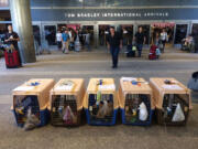 Associated Press
Rescue dogs arriving from Thailand lie in their shipping crates at Los Angeles International Airport on May 28. LIFE Animal Rescue has placed 50 dogs rescued from Thailand over the past two years.