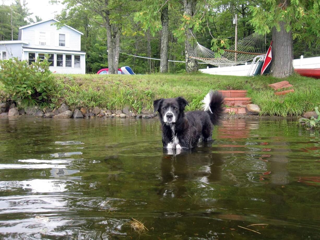 This Wednesday, May 27, 2015 photo shows dish soap, baking soda and hydrogen peroxide, which can be mixed to create an effective solution to neutralize skunk odor.  If your dog gets sprayed by a skunk, mix a quart of 3 percent hydrogen peroxide, 1/4 cup of baking soda and a teaspoon of liquid detergent and apply to the fur. The recipe was developed in the 1990s by a chemist, Paul Krebaum, but other chemists and biologists say it remains the most effective remedy out there. (AP Photo/Beth J.