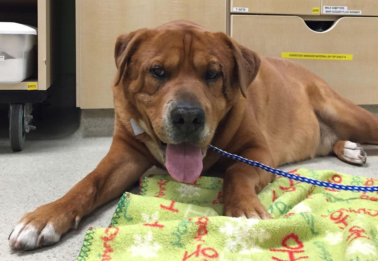 Karen Vitt/DoveLewis Emergency Animal Hospital
In this June 2015 photo, Skip, a 90-pound Shar Pei and Labrador retriever mix, waits for doctors at the DoveLewis Emergency Animal Hospital in Portland, Ore., to patch him up after he tangled with a squirrel while walking with his owner. The squirrel died in the duel. Skip is lucky to still have his left eye and will probably have a scar for life down that side of his face. Pets and wild animals cross paths during the summer more than any other time of year. Hiking, biking and camping take pets to the mountains, deserts and oceans, while fires, drought and loss of habitat drive hungry wildlife into pets neighborhoods.